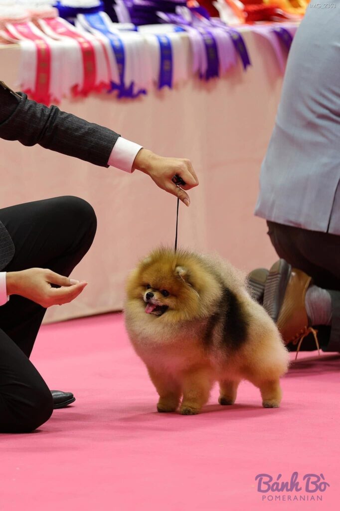 Chó Pomeranian màu nâu vàng nhỏ đứng trên sàn hồng tại một cuộc thi chó, với những người xung quanh