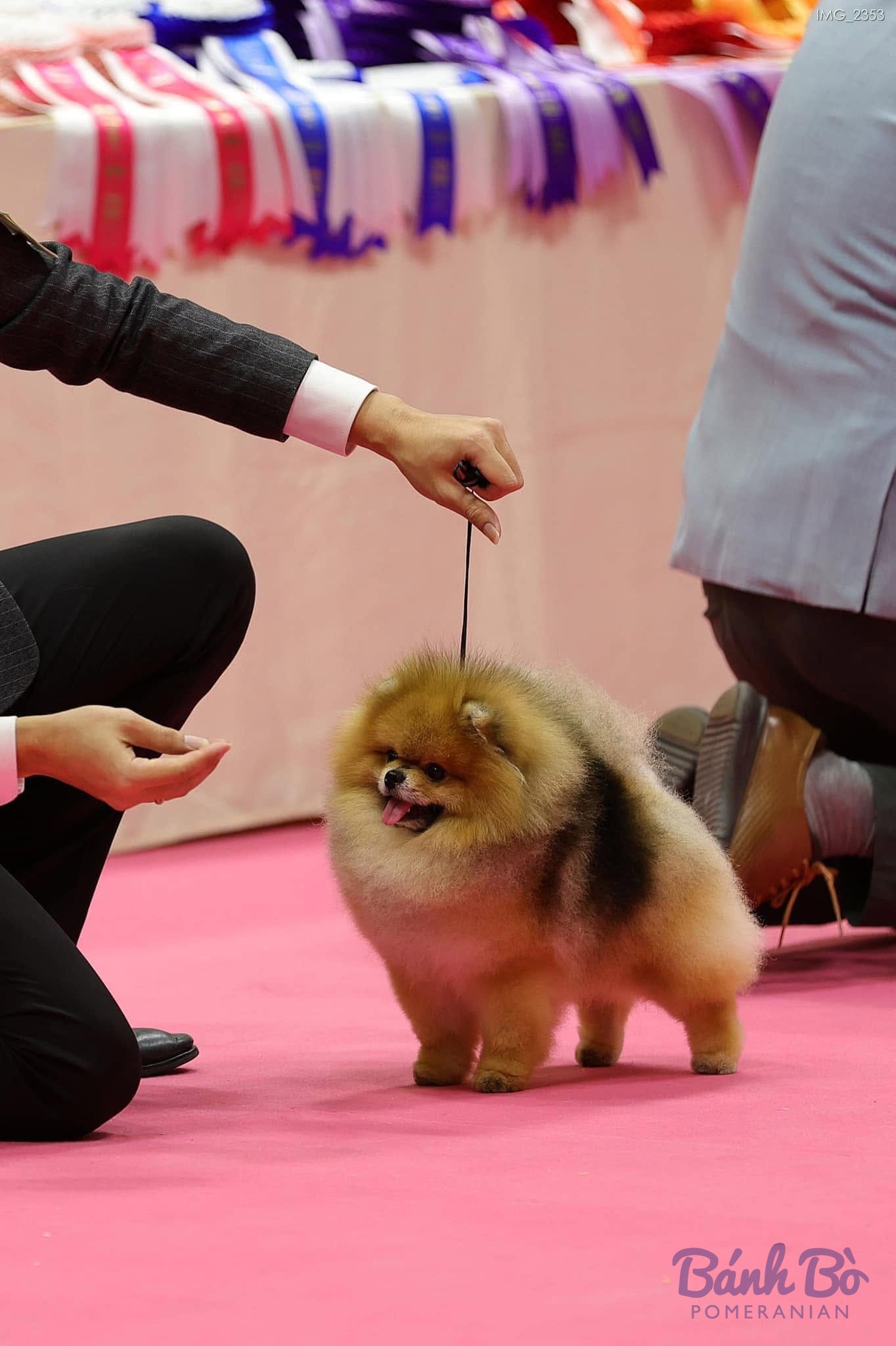 Chó Pomeranian màu nâu vàng nhỏ đứng trên sàn hồng tại một cuộc thi chó, với những người xung quanh
