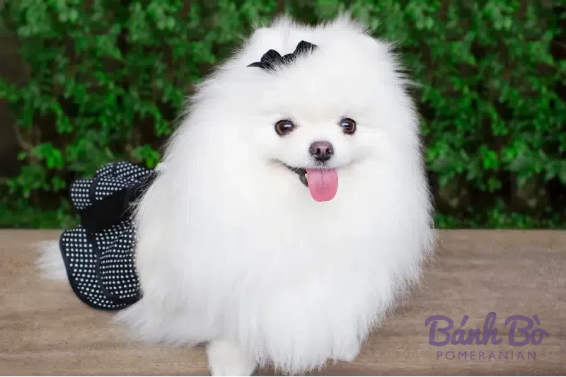 Chó Pomeranian lông trắng dài, mặt tròn xinh xắn, lưỡi đỏ hoe, đeo nơ đen, đứng trước nền cây xanh