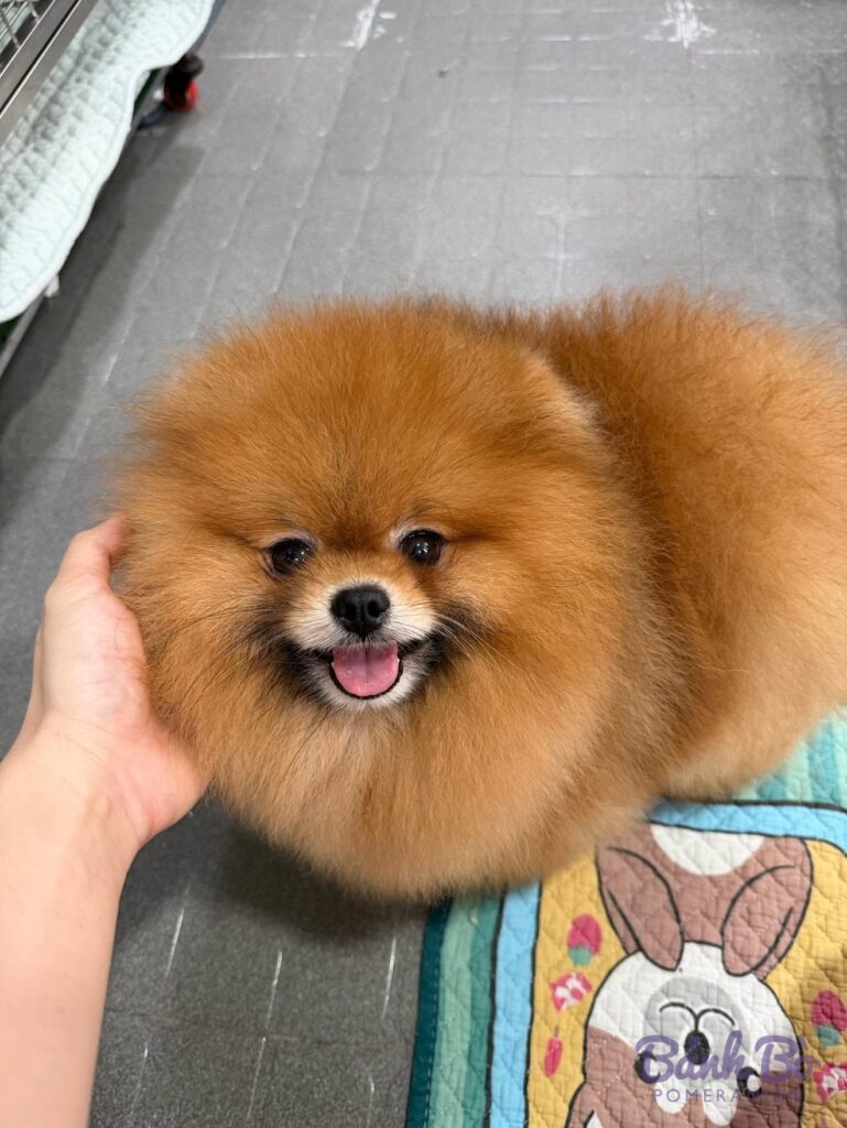 Chó Pomeranian con nhỏ lông màu nâu vàng được cầm trên tay, nụ cười tươi rói