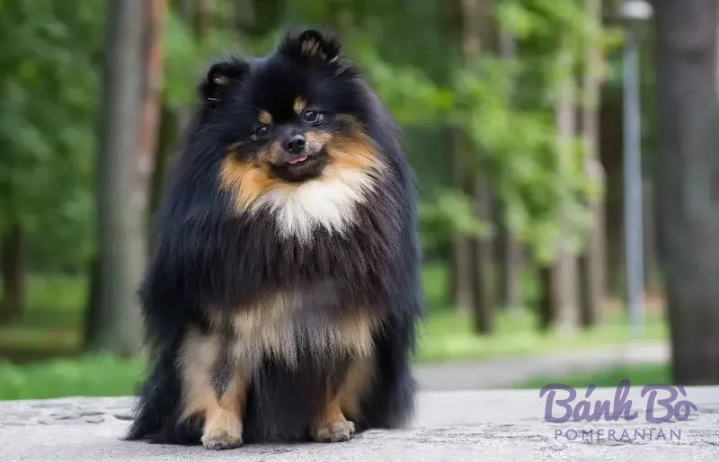Chó Pomeranian lông dài màu đen và vàng ngồi trên đường, nền cây xanh
