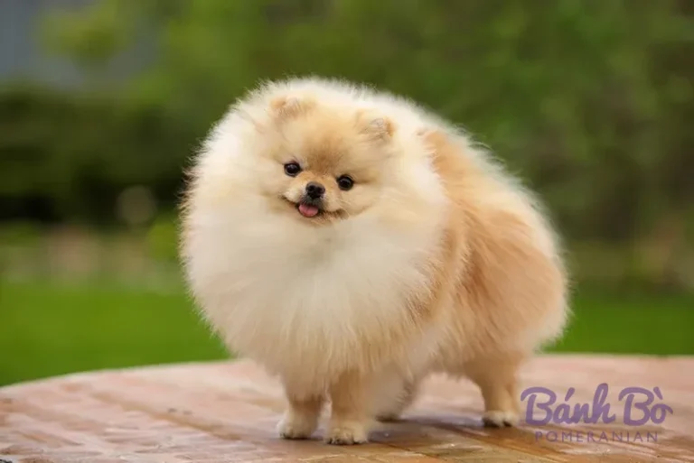 Chó Pomeranian con nhỏ lông trắng kem, mặt tròn đáng yêu, đứng trên bàn gỗ với nền cây xanh