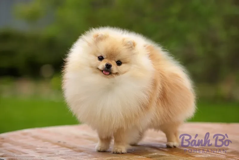 Chó Pomeranian con nhỏ lông trắng kem, mặt tròn đáng yêu, đứng trên bàn gỗ với nền cây xanh