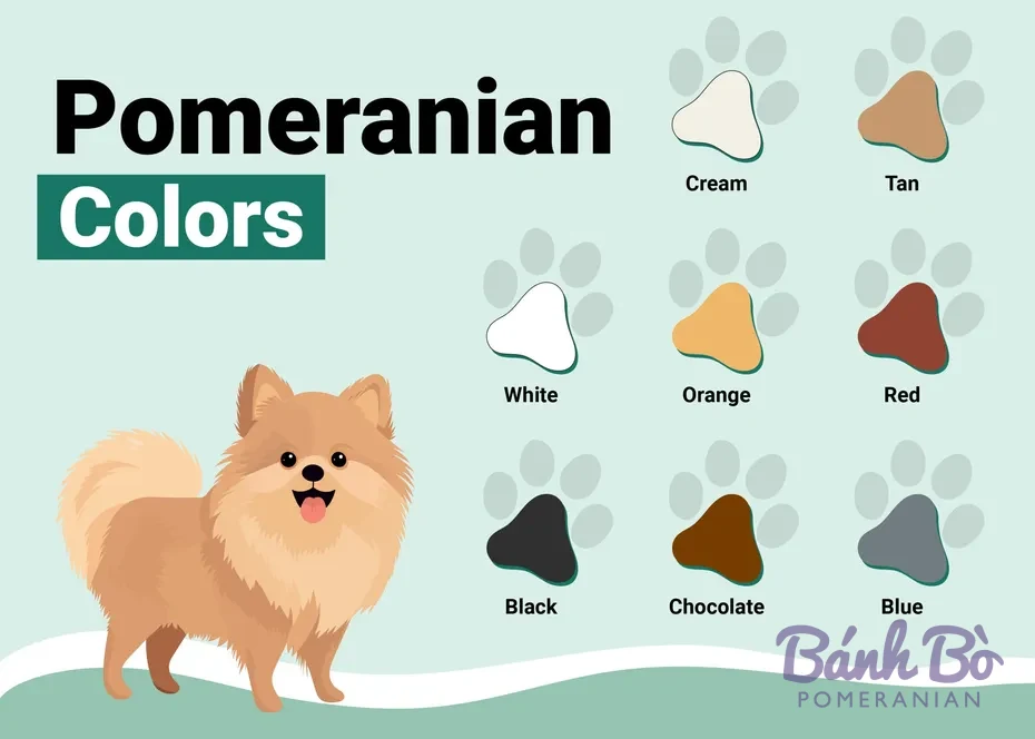 Chú chó Pomeranian màu nâu vàng cười vui vẻ, bên cạnh là 9 mẫu màu lông phổ biến của giống này