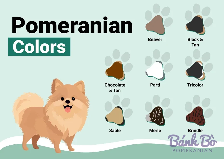 Infographic hiển thị 9 biến thể màu lông của chó Pomeranian, kèm hình minh hoạ chó Pomeranian màu nâu vàng