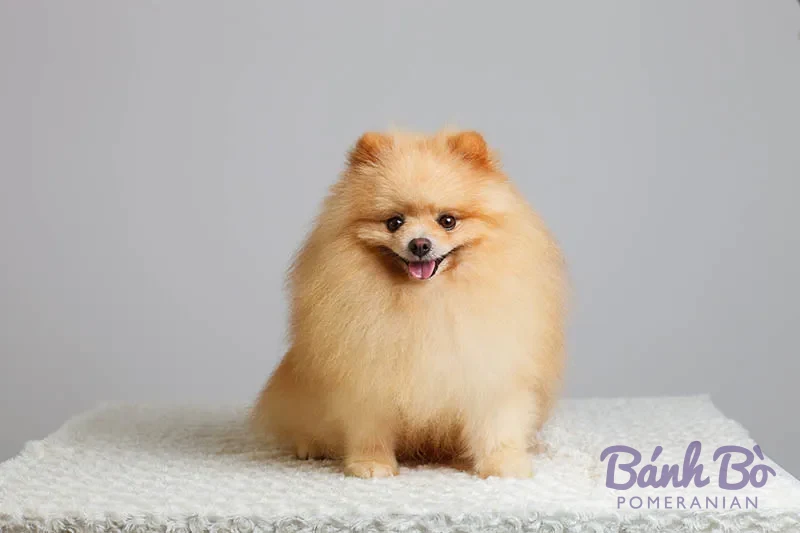 Chó Pomeranian lông dài màu kem ngồi trên nền xám, mặt tròn với lông phồng