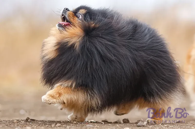 Chó Pomeranian lông dài màu đen nâu đứng trên mặt đất, nhìn lên trời