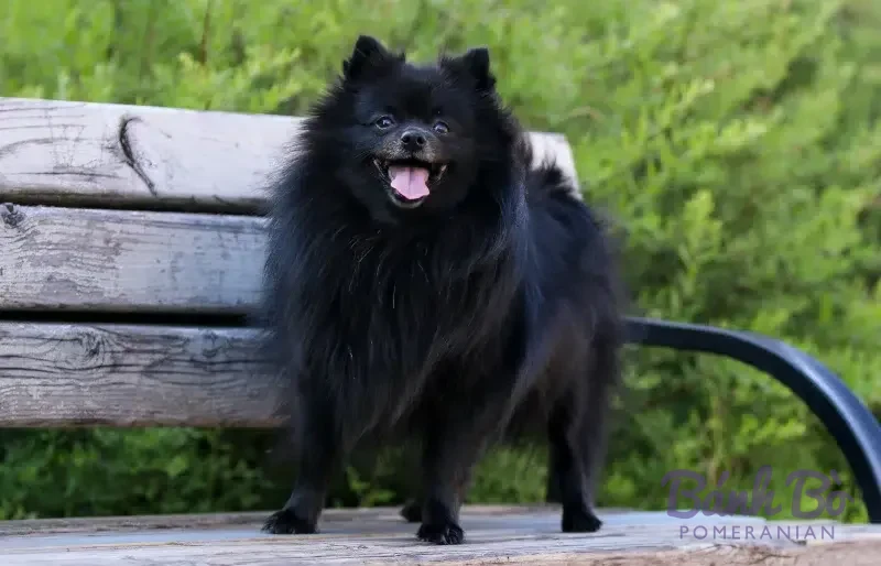 Chó Pomeranian lông đen dày, đứng trên ghế gỗ, nền cây xanh