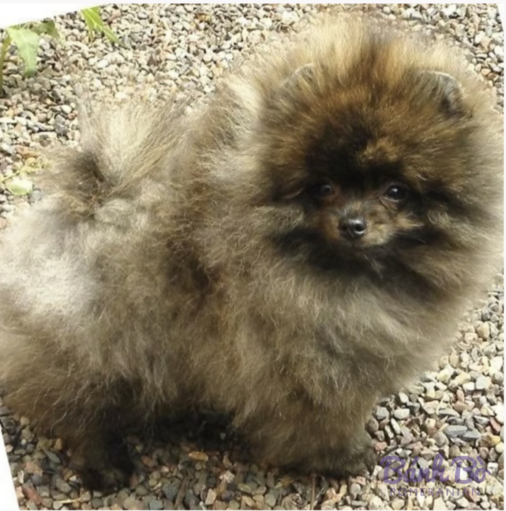 Chó Pomeranian con nhỏ lông xám nâu, mặt đen, ngồi trên đất sỏi, nhìn về phía trước