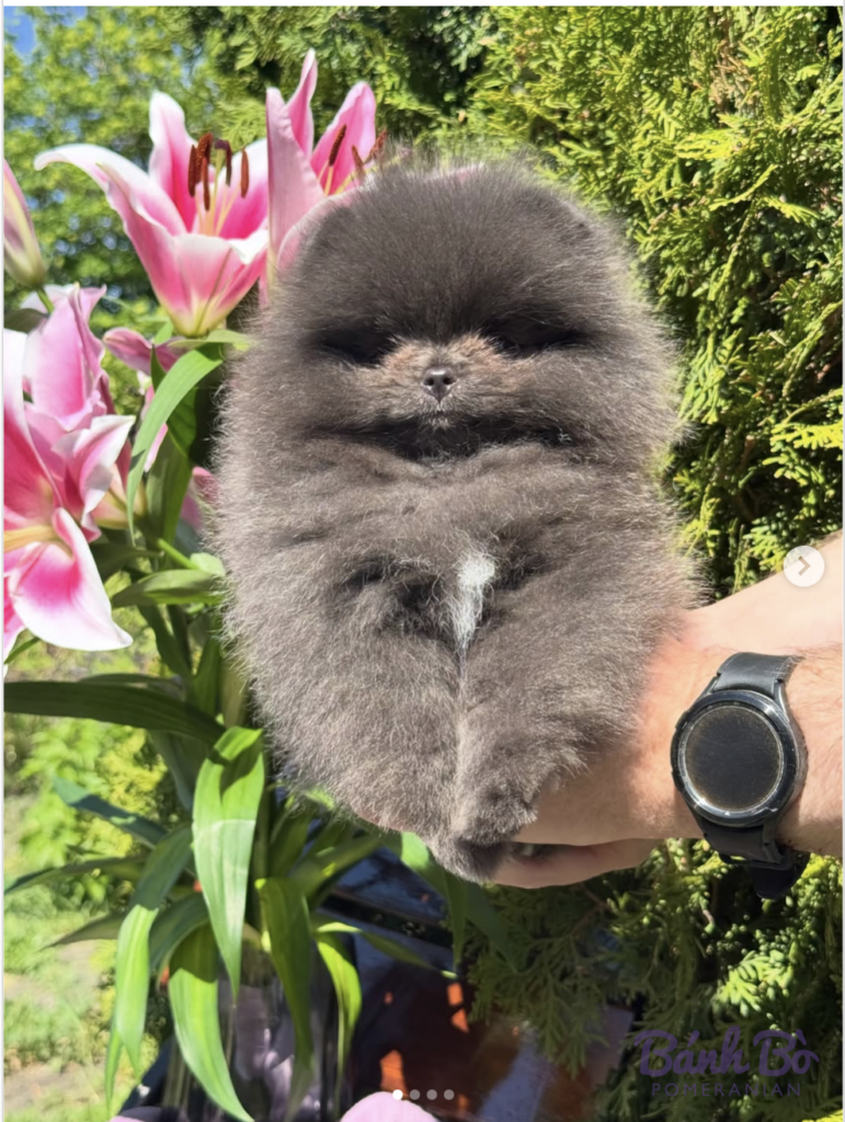 Chó Pomeranian lông xám dài được b抱 giữ tay, với hoa hồng hồng nở phía sau, trong vườn xanh