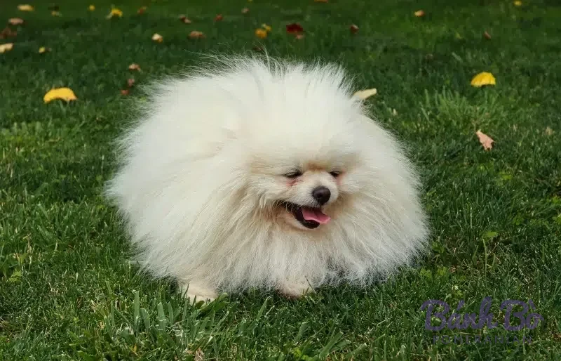 Chó Pomeranian lông trắng dài, mặt tròn, nằm trên cỏ xanh với lá rơi