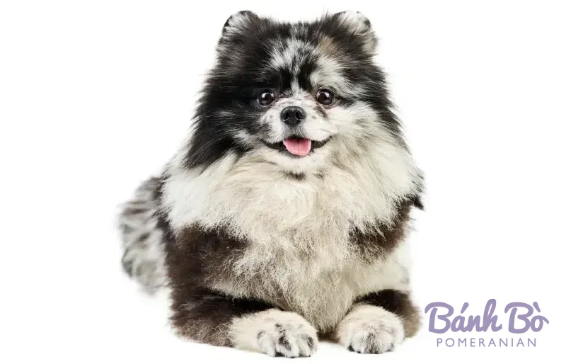 Chó Pomeranian lông dài màu đen trắng, ngồi trên nền trắng, l舌 lẫy cười