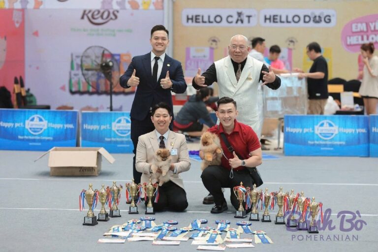 Hai chó Pomeranian nhỏ lông vàng đứng tại một sân khấu sự kiện với nhiều cúp giải thưởng