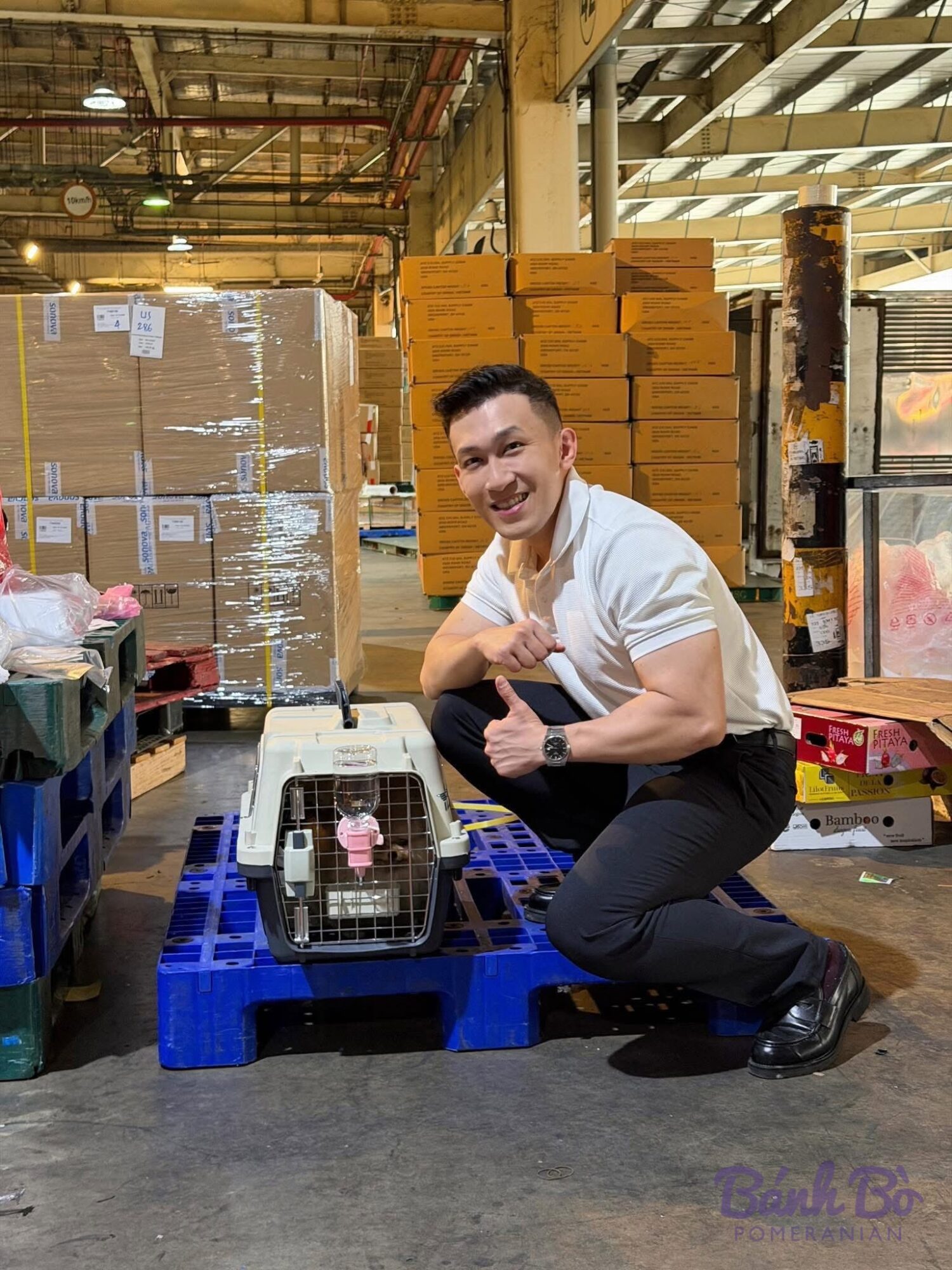 Chó Pomeranian con trong lồng vận chuyển tại kho hàng