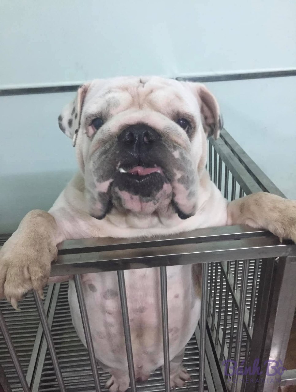 Middle-aged white and brown Bulldog with its front paws on a metal fence, looking toward the camera