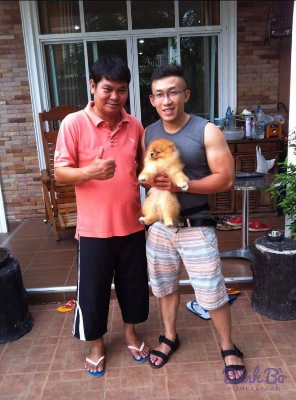 Golden-brown Pomeranian held in someone's arms in a home garden