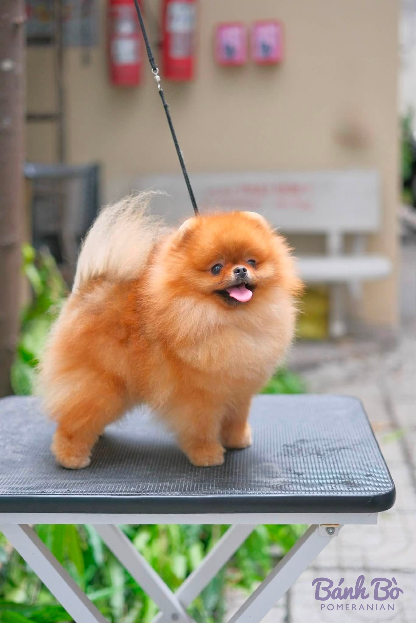 Chó Pomeranian còn trẻ, lông cam xù bông, đứng trên bàn cắt tỉa ngoài trời, lưỡi thè ra.