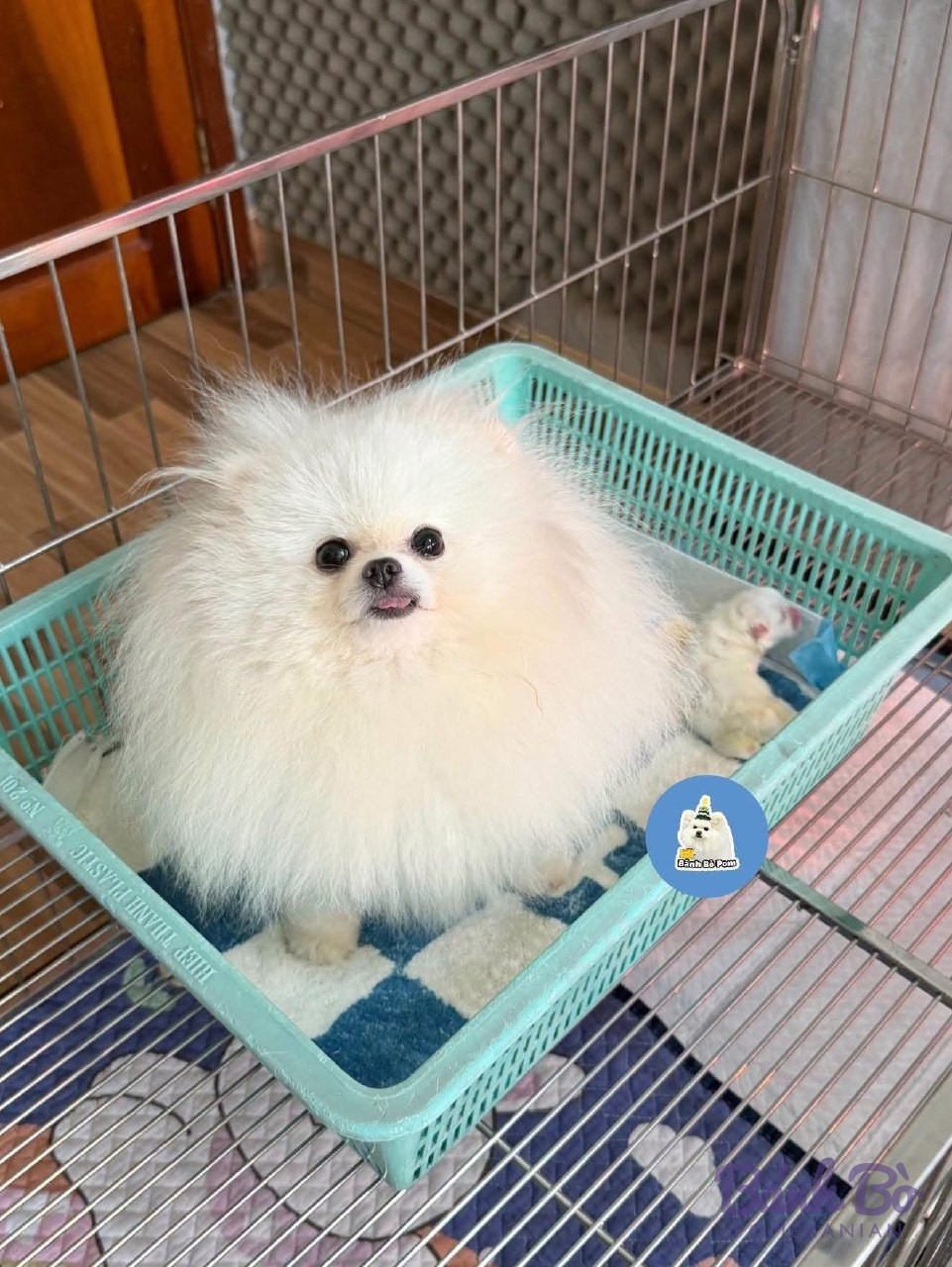 Chó Pomeranian lông trắng xù, đang ngồi trong khay nhựa xanh đặt trong chuồng sắt, nhìn về phía trước.