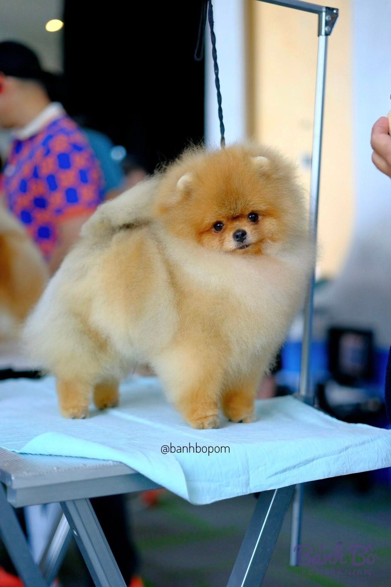 Chó Pomeranian con màu cam kem, lông bông xù, đứng trên bàn cắt tỉa lông, nhìn thẳng vào ống kính.