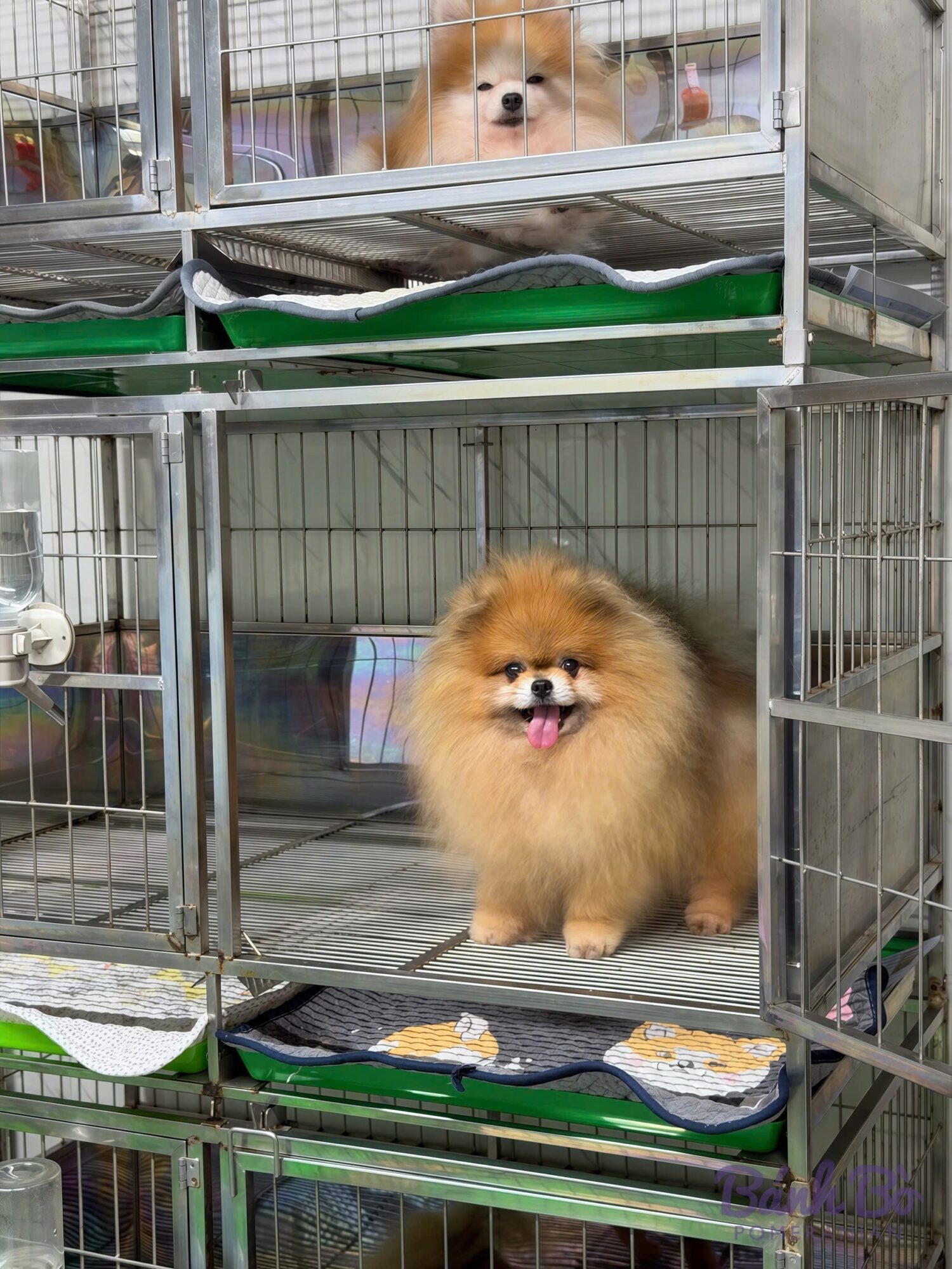 Chó Pomeranian lông cam đứng trong chuồng inox, thè lưỡi vui vẻ, phía trên có chú khác nhìn ra ngoài.