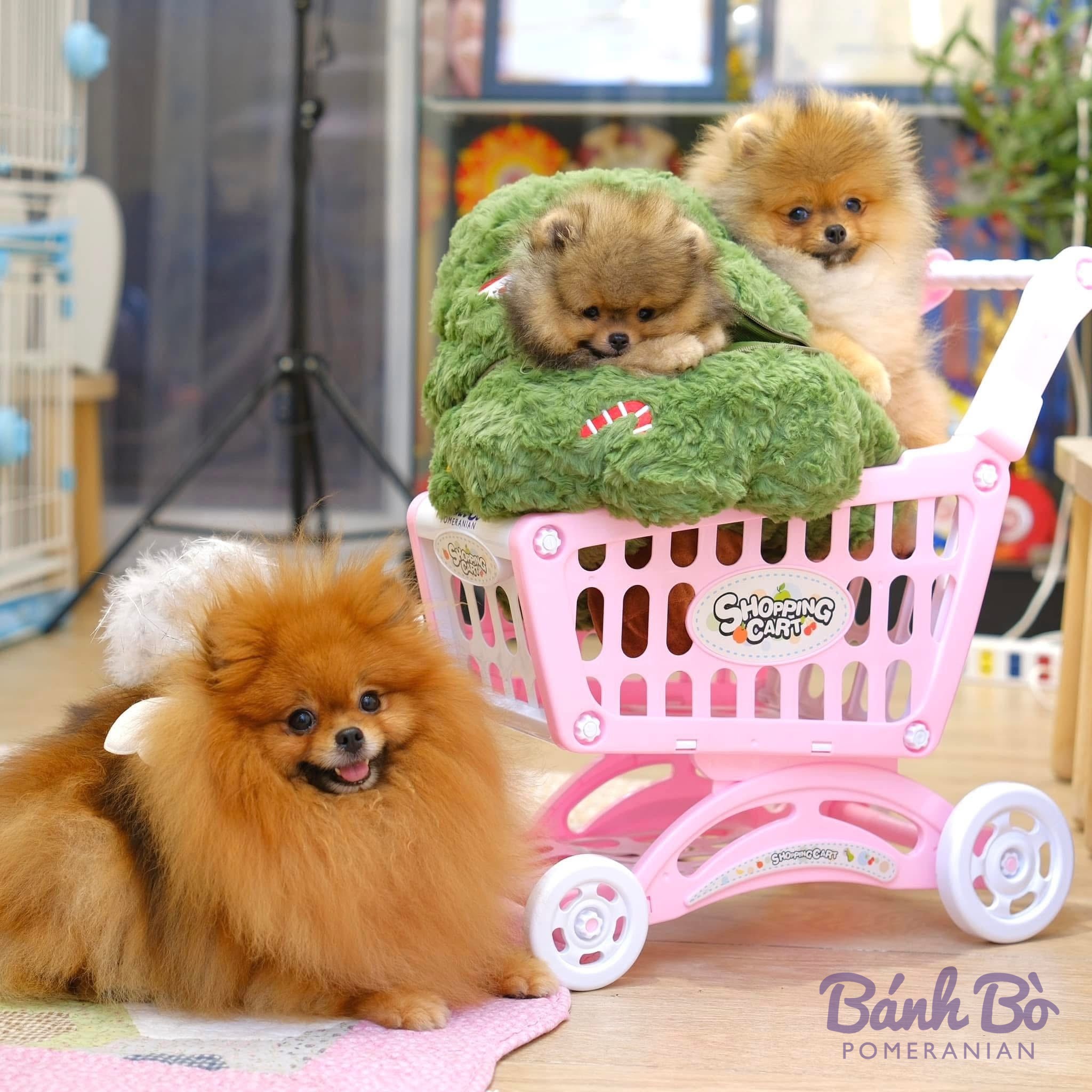 Ba chú chó Pomeranian lông xù, một con lớn nằm trên thảm hồng và hai chú con trong túi xanh trên xe đẩy hồng.