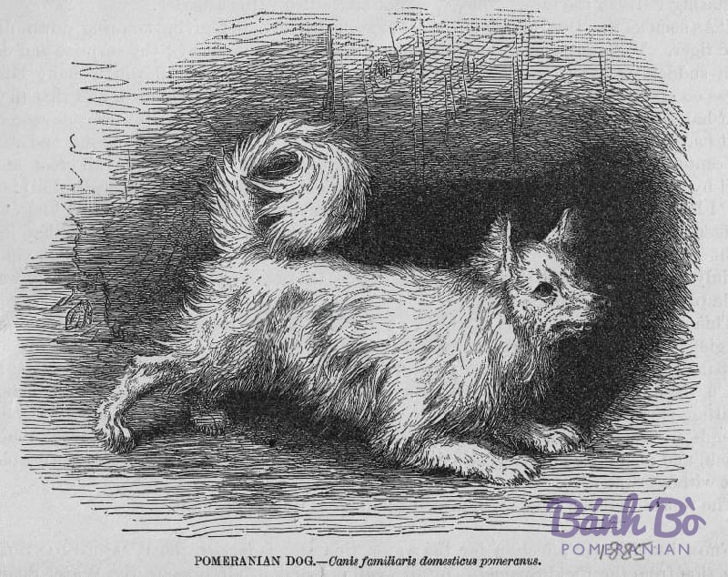 Tranh khắc đen trắng vẽ chó Pomeranian lông dài xù, tai nhọn, đuôi cong lên lưng, nền tối.