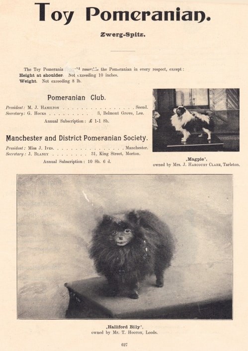 Chú chó Pomeranian lông xù sẫm màu, đứng trên bệ tối, nhìn về phía máy ảnh, ảnh đen trắng cổ.