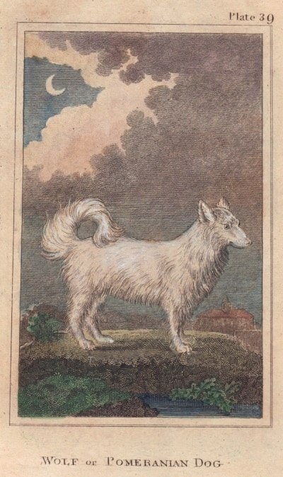 Tranh khắc cổ chó Pomeranian lông trắng kem, đuôi xoăn, đứng trên cỏ dưới bầu trời đêm trăng khuyết.