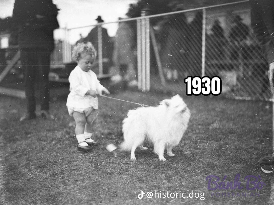 Chó Pomeranian lông trắng xù đứng trên bãi cỏ, được dắt bằng dây, phía sau là hàng rào lưới cũ.