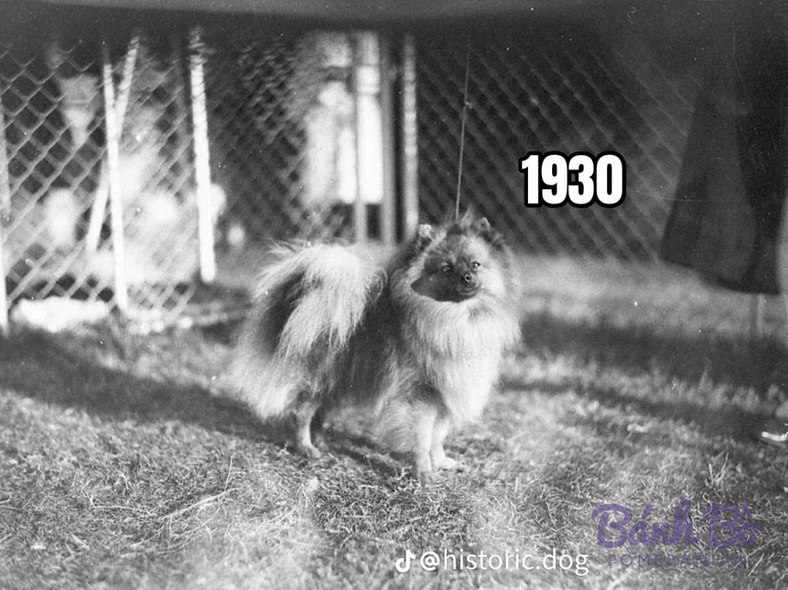 Chó Pomeranian lông xù đứng trên bãi cỏ trước hàng rào lưới sắt, ảnh đen trắng cổ.
