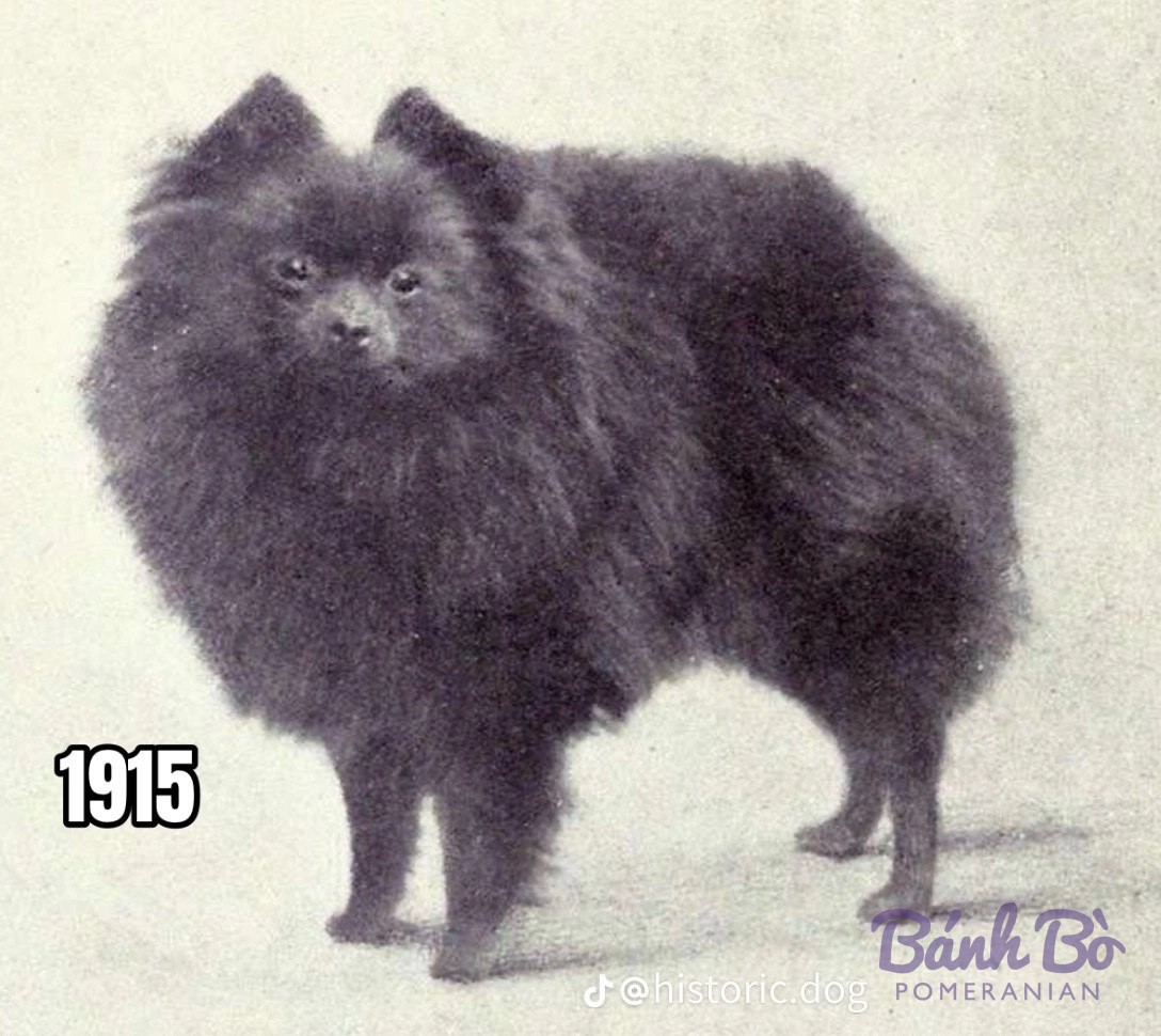 Chó Pomeranian lông đen bông xù, tai dựng, đứng nghiêng trên nền sáng, ảnh đen trắng cũ năm 1915.