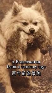 Chó Pomeranian trưởng thành, lông kem, ảnh đen trắng ngả nâu kiểu xưa, ngậm con vật nhỏ lông nâu.