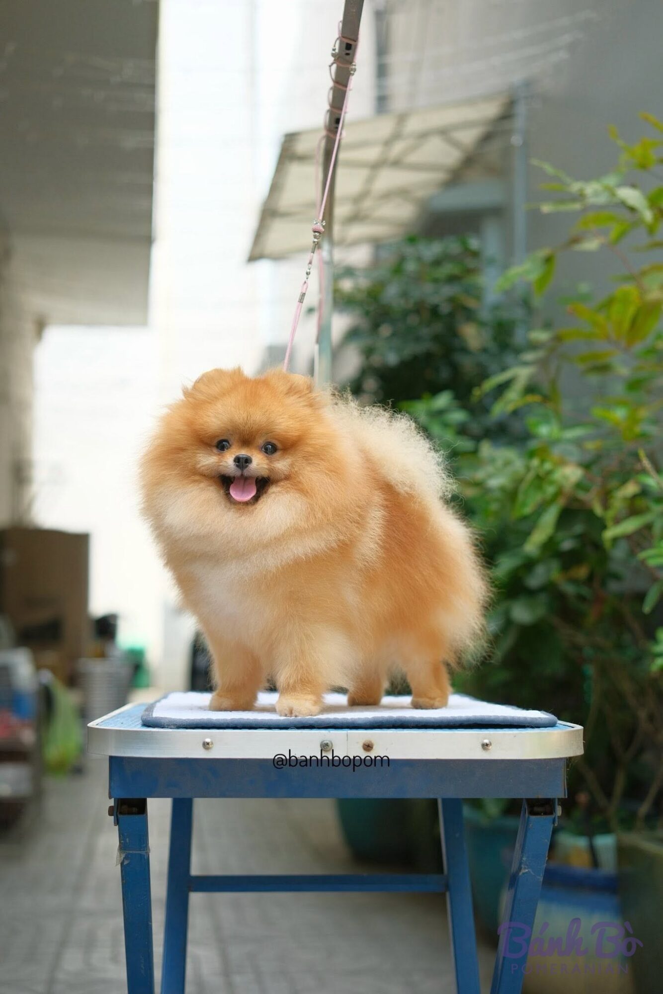 Chó Pomeranian lông cam xù bông đứng trên bàn grooming, lưỡi thè ra, nền cây xanh ngoài trời.