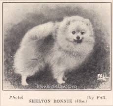 Chó Pomeranian lông trắng xù đứng nhìn về phía máy ảnh trên nền cỏ, ảnh đen trắng kiểu cũ.