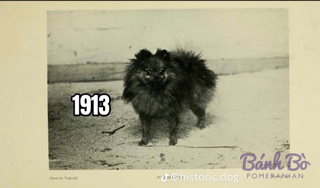 Chú chó Pomeranian lông đen xù đứng trên bãi cát, ảnh đen trắng cổ điển chụp năm 1913.