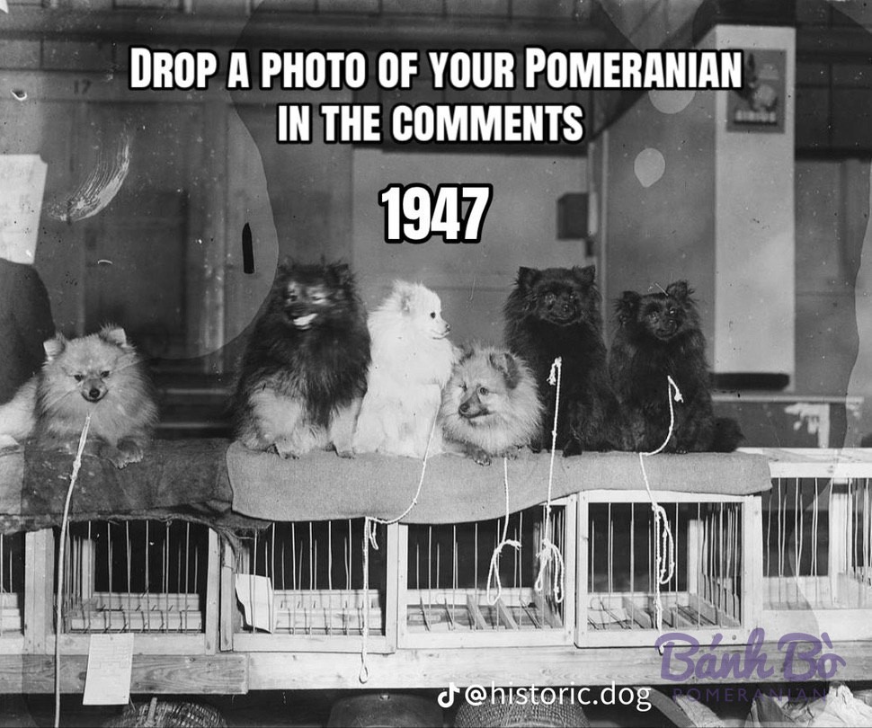 Sáu chú chó Pomeranian ngồi trên bệ gỗ, lông đen, kem và trắng, ảnh đen trắng cổ điển.