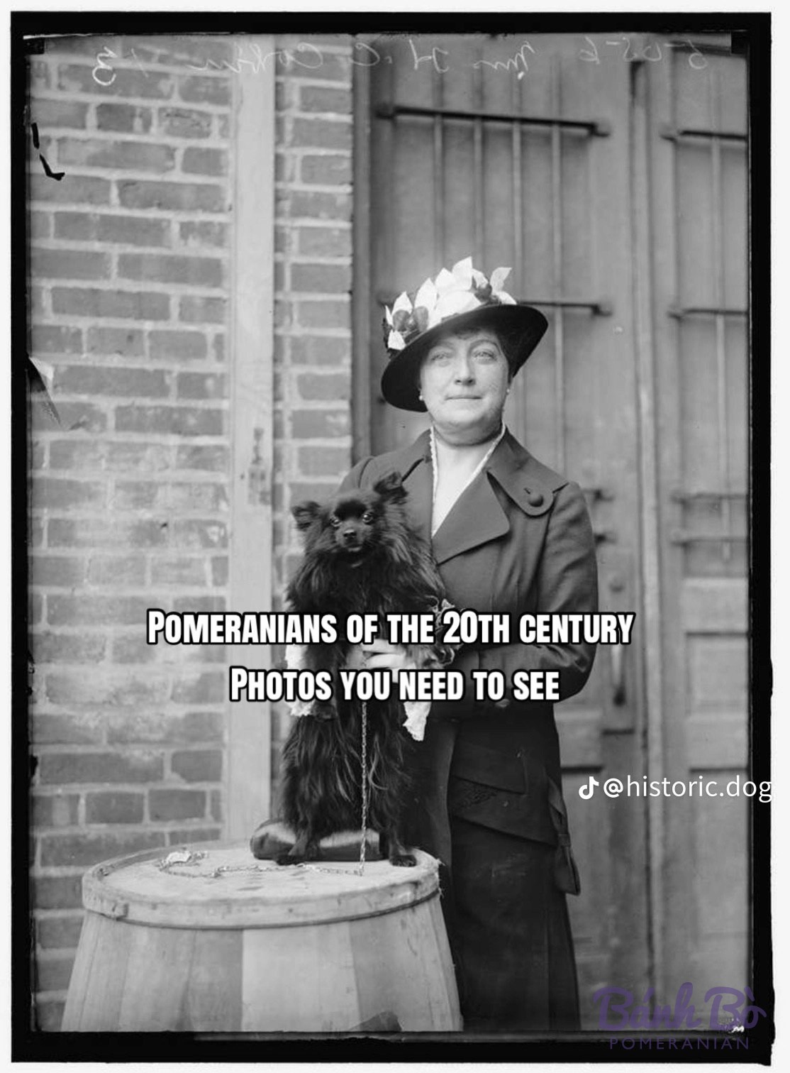 Pomeranian lông đen xù ngồi trên thùng gỗ, có dây xích, ảnh đen trắng cổ, nền tường gạch.