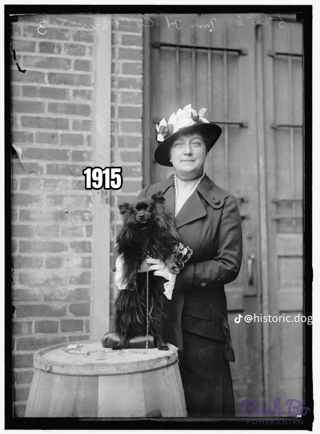Chó Pomeranian lông đen ngồi trên thùng gỗ, nền tường gạch và cửa gỗ, ảnh đen trắng cổ.