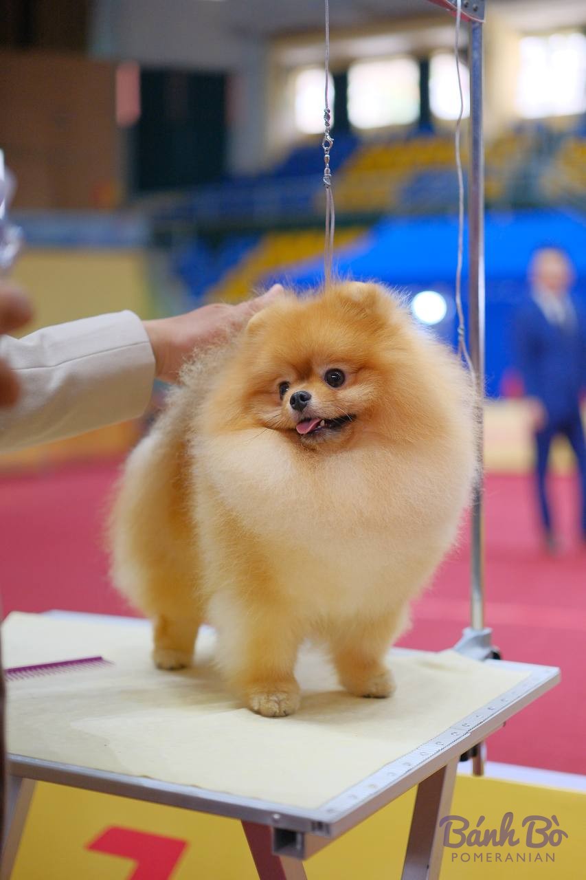 Chó Pomeranian lông cam kem xù bông đứng trên bàn chải lông tại hội chó trong nhà thi đấu.