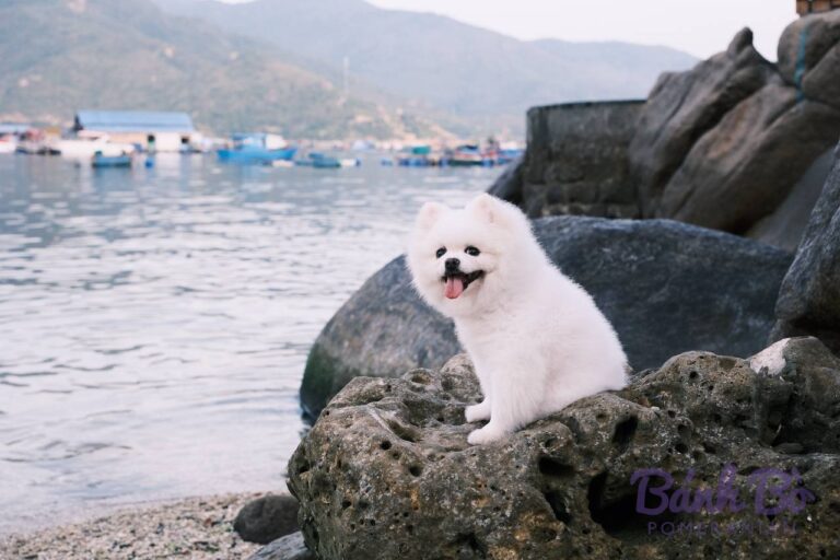 Chó Pomeranian lông trắng xù đang ngồi trên tảng đá ven biển, lè lưỡi vui vẻ