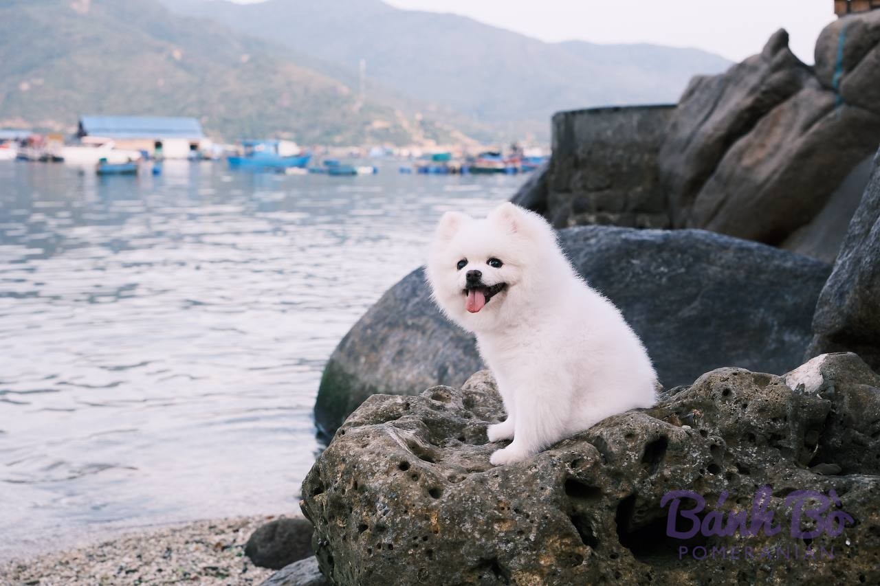 Chó Pomeranian lông trắng xù đang ngồi trên tảng đá ven biển, lè lưỡi vui vẻ
