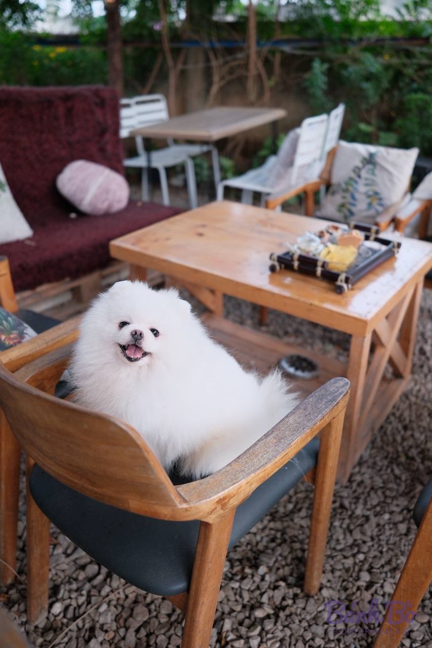 Chó Pomeranian lông trắng xù ngồi trên ghế gỗ ngoài trời, há miệng vui vẻ