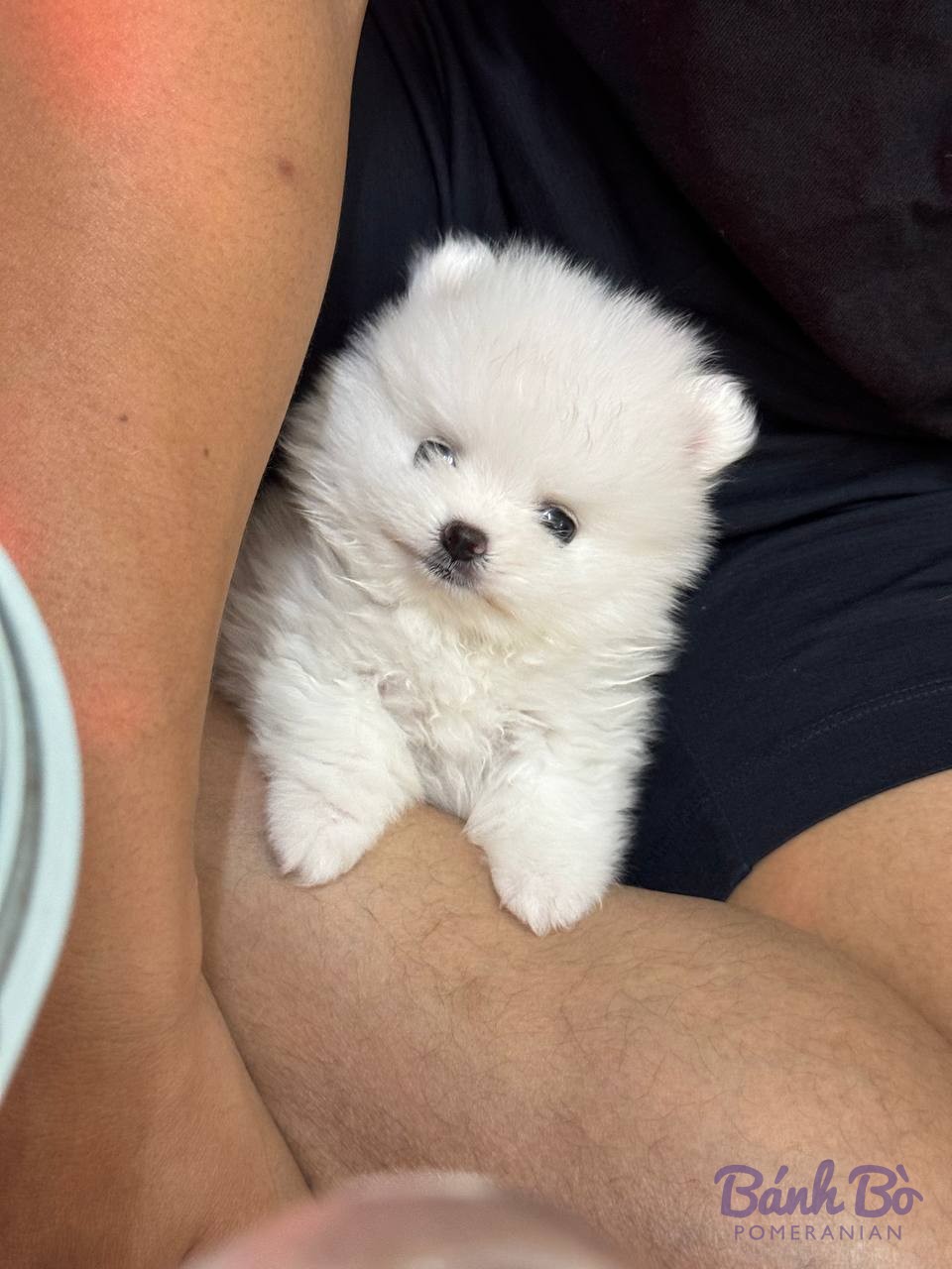 Chó Pomeranian con lông trắng xù, ước vài tháng tuổi, ngồi trên đùi người, nhìn về phía máy ảnh.