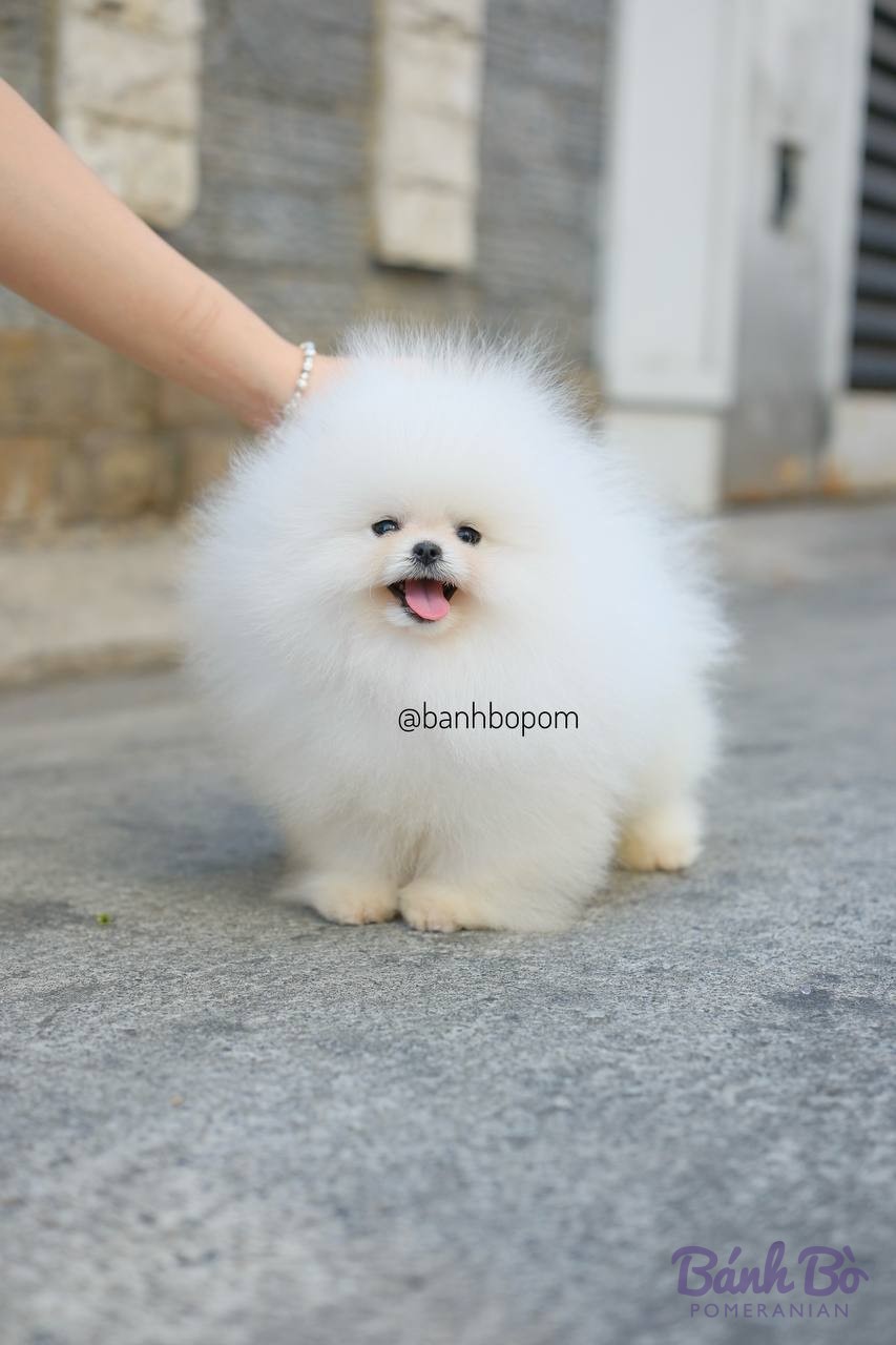 Chó Pomeranian con lông trắng xù đứng trên nền xi măng, há miệng le lưỡi nhìn về phía trước.