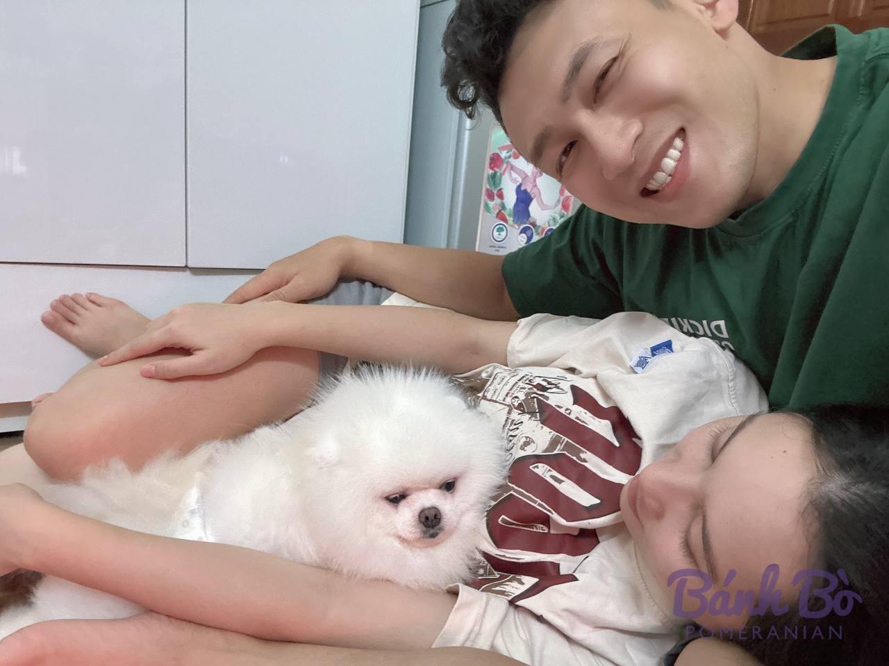 Chó Pomeranian lông trắng xù nằm nghiêng trong tư thế thoải mái, nền là tủ tường trắng.