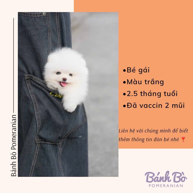 CAN CHU TRAI DUYET. Chú chó Pomeranian lông trắng mượt, khuôn mặt tròn đặc trưng, được bế trên tay trong áo khoác denim xanh.