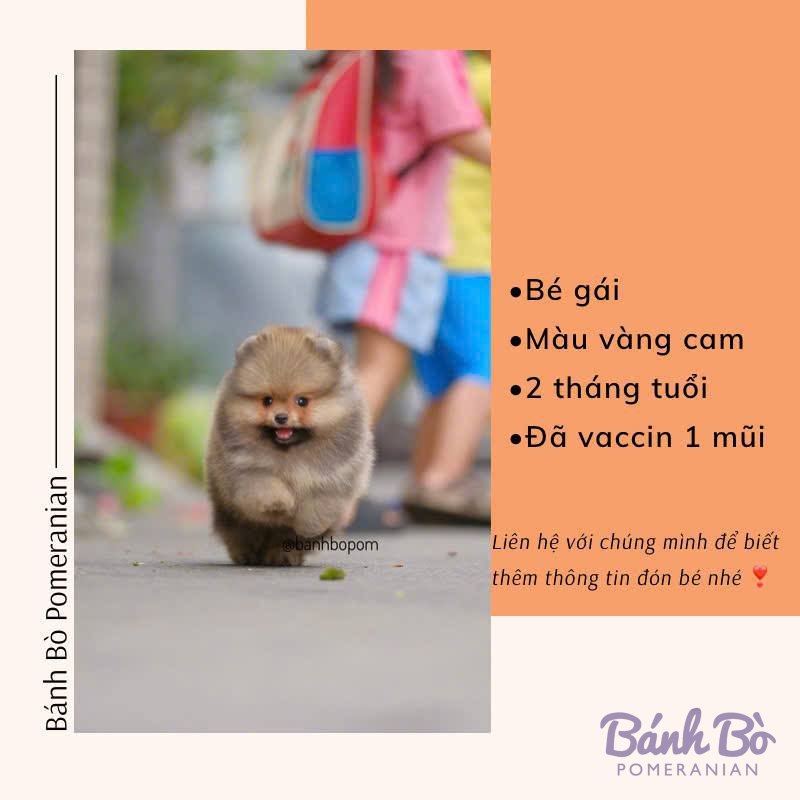 Chú Phốc sóc Pomeranian cái có lông vàng cam, mặt gấu, đang đi trên đường với trẻ em mặc áo hồng và xanh phía sau