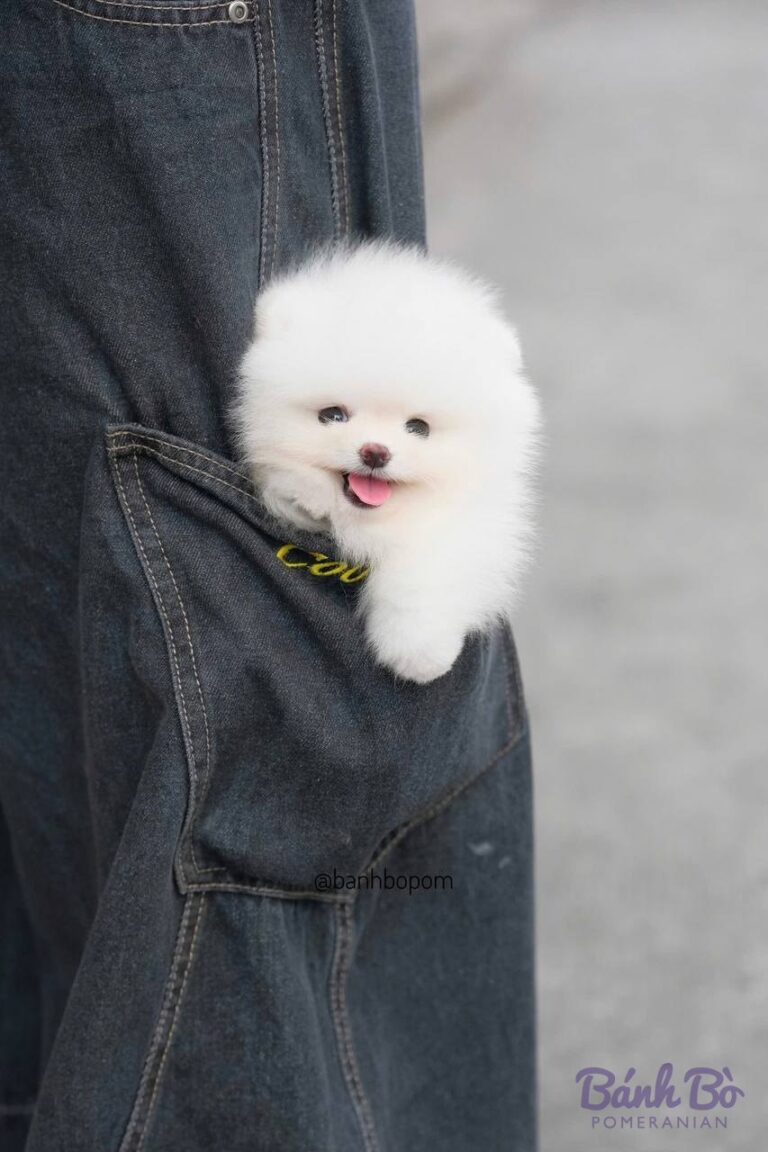 Chú chó Pomeranian con lông trắng mềm mượt, khuôn mặt tròn như gấu bông với mũi hồng nhạt, được bế trên tay người mặc áo jeans xanh