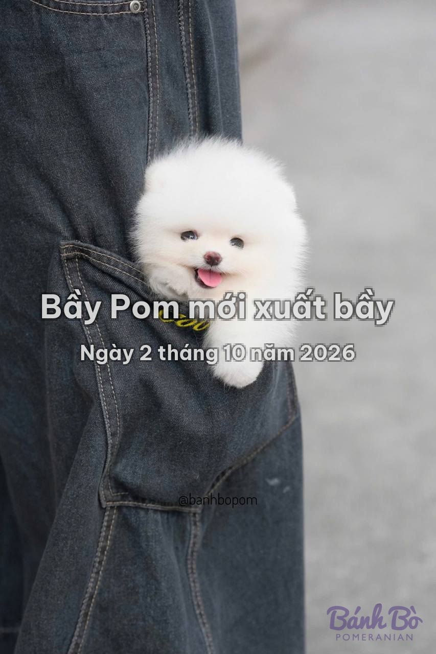 Bầy Pom mới xuất bầy ngày 2 tháng 10 năm 2026 tại Bánh Bò Pomeranian