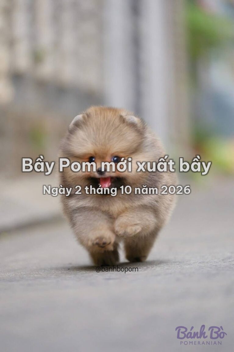 Bầy Pom mới xuất bầy ngày 2 tháng 10 năm 2026 tại Bánh Bò Pomeranian